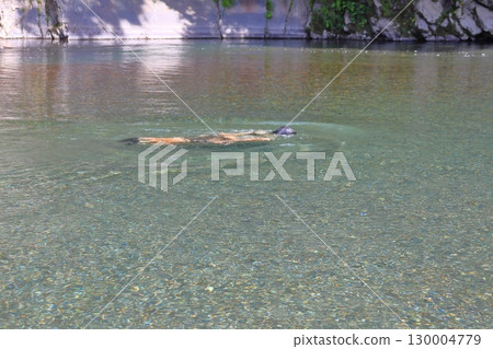 1 boy swimming in the river 130004779