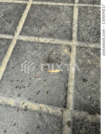 Ants swarming around chocolate Ants swarming around chocolate 130004817
