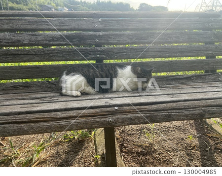 一隻貓 一隻貓 130004985