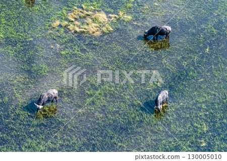 Aerial shot of a herd of buffalo grazing in the Okavango Delta Aerial shot of a herd of buffalo grazing in the Okavango Delta 130005010