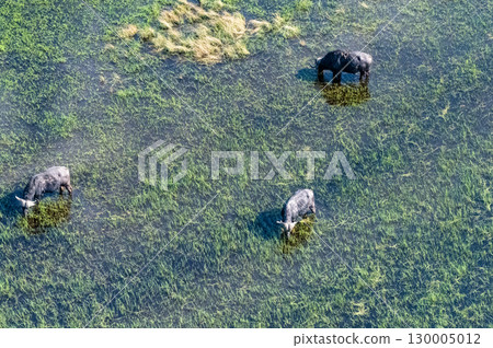 Aerial shot of a herd of buffalo grazing in the Okavango Delta 130005012
