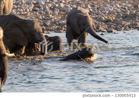 Bathing Elephants in Etosha Bathing Elephants in Etosha 130005013