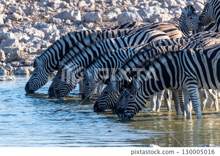 Zebras in Etosha 130005016