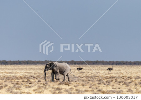 Elephant running across the desert 130005017