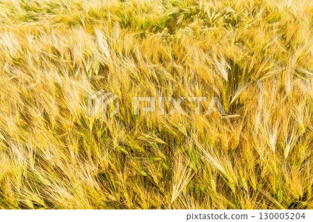 Golden Wheat Field Swaying in Summer Breeze Agriculture and Harvest Season Landscape View 130005204