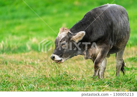 Grazing Gray Cow in Green Pasture A Serene Rural Scene of Livestock Farming and Agriculture Grazing Gray Cow in Green Pasture A Serene Rural Scene of Livestock Farming and Agriculture 130005213
