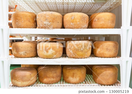 Delicious Cheese Wheels Aging on Shelves in a Temperature Controlled Storage Room 130005219
