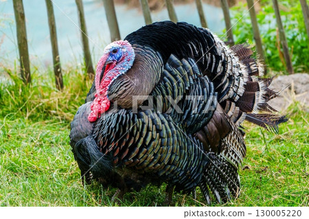 Magnificent Turkey Bird Displaying Plumage in a Rural Setting, Majestic Poultry Portrait 130005220