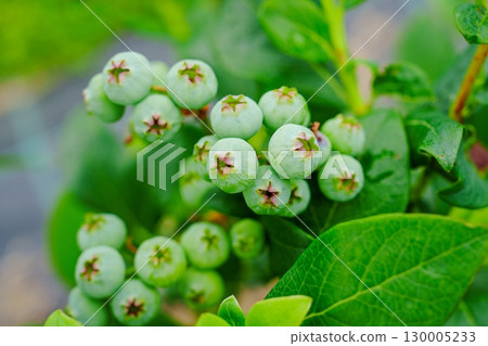 Unripe Blueberries on the Bush A Close-Up of Green Berries Before Ripening in Summer Season 130005233