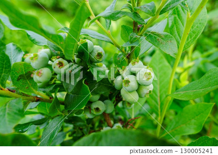 Unripe Green Blueberries on Bush Ready to Ripen in Summer Garden, Close-up View. Healthy Food Unripe Green Blueberries on Bush Ready to Ripen in Summer Garden, Close-up View. Healthy Food 130005241