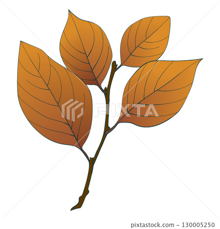 Hand-drawn brown autumn colored elm leaves isolated on white background. Flat and line style vector illustration.  130005250