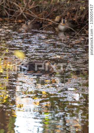 Spot-billed ducks swimming in a pond of autumn leaves 130005437