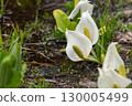 The skunk cabbage that announces the arrival of spring 130005499