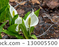 Mizubasho blooming in the spring field 130005500