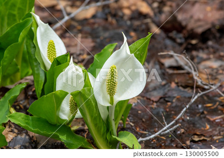 Mizubasho blooming in the spring field Mizubasho blooming in the spring field 130005500