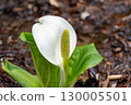 The skunk cabbage that announces the arrival of spring 130005501