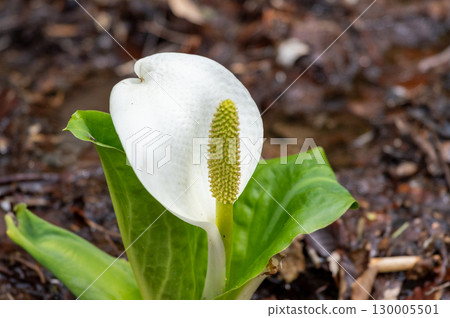 The skunk cabbage that announces the arrival of spring The skunk cabbage that announces the arrival of spring 130005501