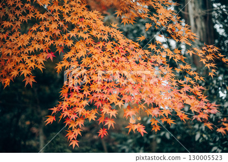 Momiji who changed leaves 130005523