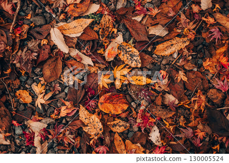A landscape of fallen leaves photographed from above 130005524