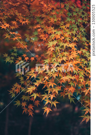 Vertically, leaves starting to change color Vertically, leaves starting to change color 130005525