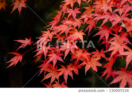 黑色背景,紅色的楓葉 黑色背景,紅色的楓葉 130005526