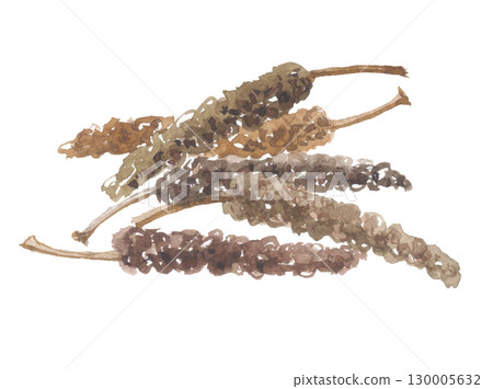 Watercolor drawing of long pepper 130005632