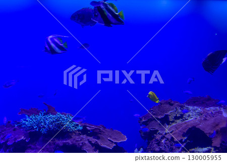 水族箱:魚兒在魚缸裡悠閒地遊動 水族箱:魚兒在魚缸裡悠閒地遊動 130005955