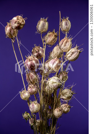 Dried seed pods on stems against a vibrant purple background 130006061