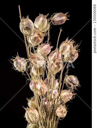 Dried Love-in-a-mist seed pods on a black background 130006066