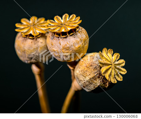 Dry poppy heads against a dark background, ready for harvest 130006068