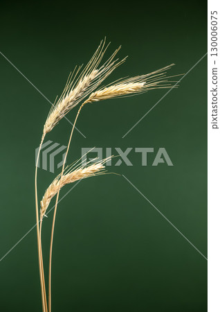 ripe golden grain stalks isolated on a solid green background ripe golden grain stalks isolated on a solid green background 130006075