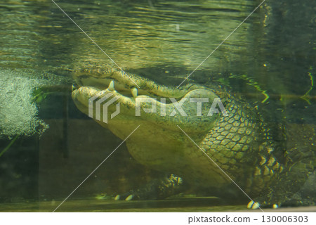 The impressive saltwater crocodile, the world's largest crocodile The impressive saltwater crocodile, the world's largest crocodile 130006303