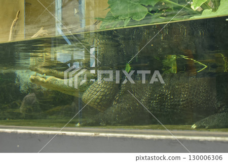 令人印象深刻的鹹水鱷魚，世界上最大的鱷魚 130006306