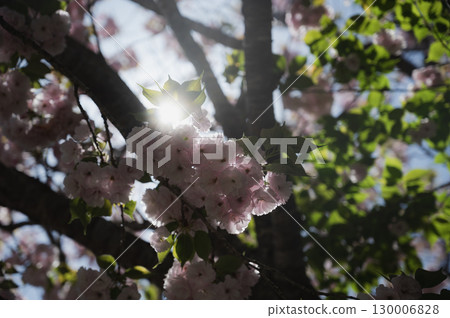 Satozakura basking in the sun 130006828