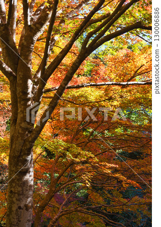 京都府三尾牧尾山西明寺後參道的紅葉美景（京都府京都市右京區） 130006886