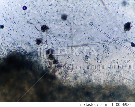 黑麴菌的觀察 黑麴菌的觀察 130006985