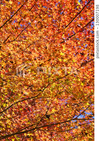 Beautiful autumn foliage on the back approach to Saimyoji Temple on Mt. Makio in Mio, Kyoto (Ukyo Ward, Kyoto City, Kyoto Prefecture) 130007198