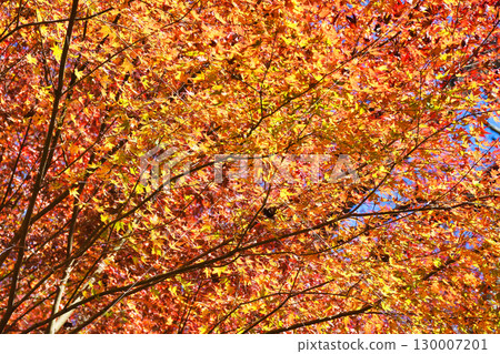 Beautiful autumn foliage on the back approach to Saimyoji Temple on Mt. Makio in Mio, Kyoto (Ukyo Ward, Kyoto City, Kyoto Prefecture) 130007201