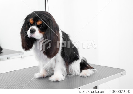 Portrait Cavalier King Charles spaniel puppy on white background. Portrait Cavalier King Charles spaniel puppy on white background. 130007208