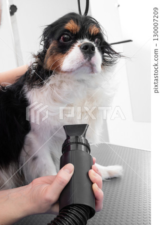 Professional Pet Grooming Expertly Drying Dogs Fur with Blow Dryer 130007209
