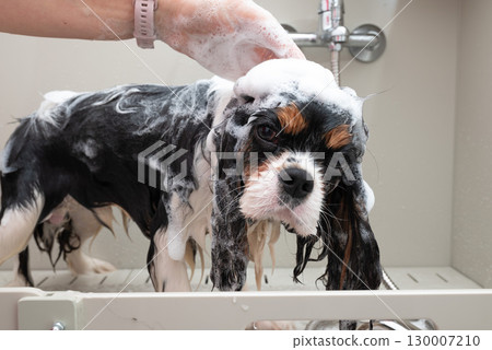 portrait of Cavalier King Charles spaniel dog taking shower with shampoo. dog takes bubble bath in an animal grooming salon. portrait of Cavalier King Charles spaniel dog taking shower with shampoo. dog takes bubble bath in an animal grooming salon. 130007210