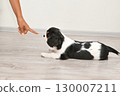 Attentive Cavalier King Charles Spaniel puppy lying on floor, looking at index finger. Training small puppy. 130007211