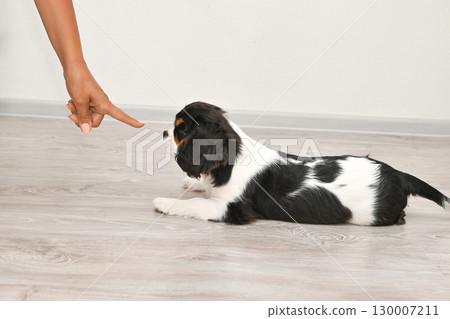 Attentive Cavalier King Charles Spaniel puppy lying on floor, looking at index finger. Training small puppy. Attentive Cavalier King Charles Spaniel puppy lying on floor, looking at index finger. Training small puppy. 130007211