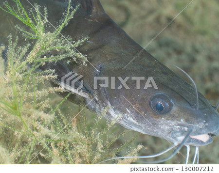 一種看起來像鯰魚或鯰魚的魚 130007212