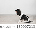 Attentive Cavalier King Charles Spaniel puppy sits on white floor in anticipation of food. Training small puppy. 130007213