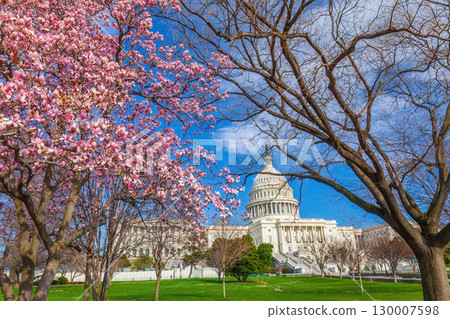 Capitol building during the Cherry Blossom Festival in Washington, DC Capitol building during the Cherry Blossom Festival in Washington, DC 130007598