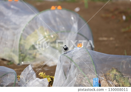 A white wagtail searching for food on the net in a home garden 130008011