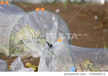A white wagtail searching for food on the net in a home garden 130008012