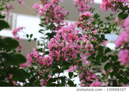 Pink crape myrtle flowers blooming in the summer garden Pink crape myrtle flowers blooming in the summer garden 130008107