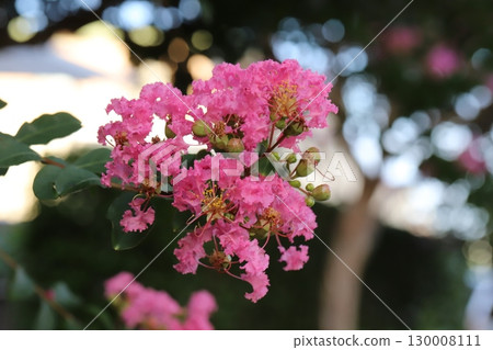 Pink crape myrtle flowers blooming in the summer garden Pink crape myrtle flowers blooming in the summer garden 130008111